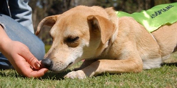 Campaña por el buen trato a los animales