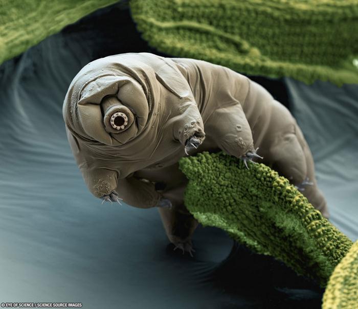 Un candidato a considerarse extraterrestre en la Tierra