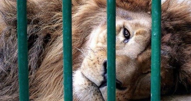 Proyecto de ley busca proteger animales de circo