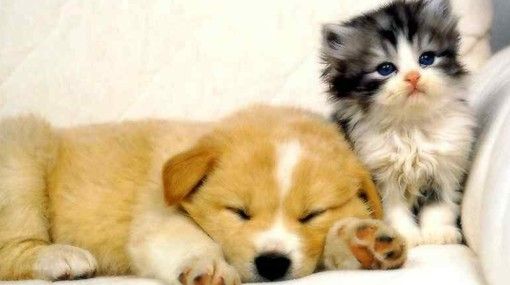 29 de septiembre al 6 de octubre semana mundial de los animales