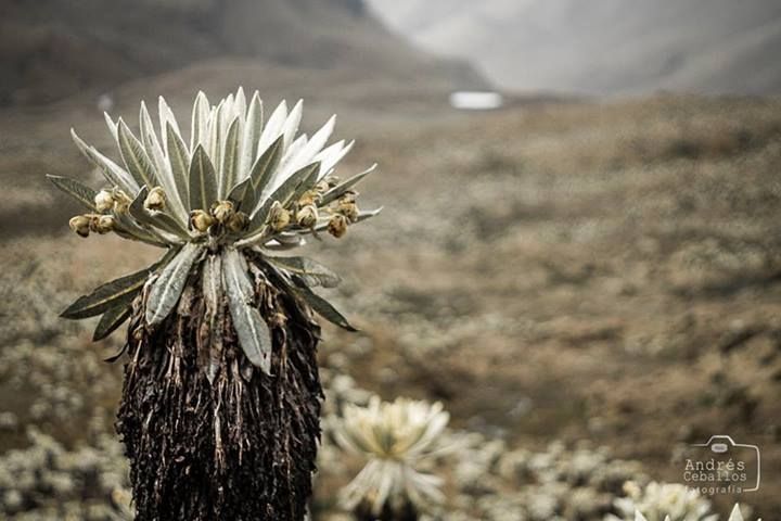 Fotografía: Andres Ceballos