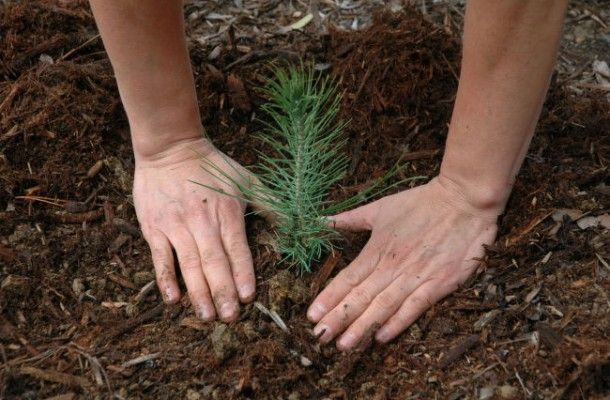Reforestación del rio Pasto, un plan alternativo para el 28 de diciembre