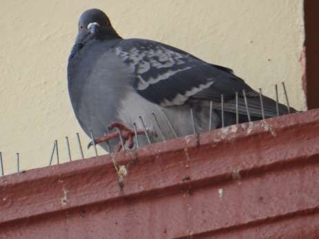 Fotografía: Pablo Emilio Obando