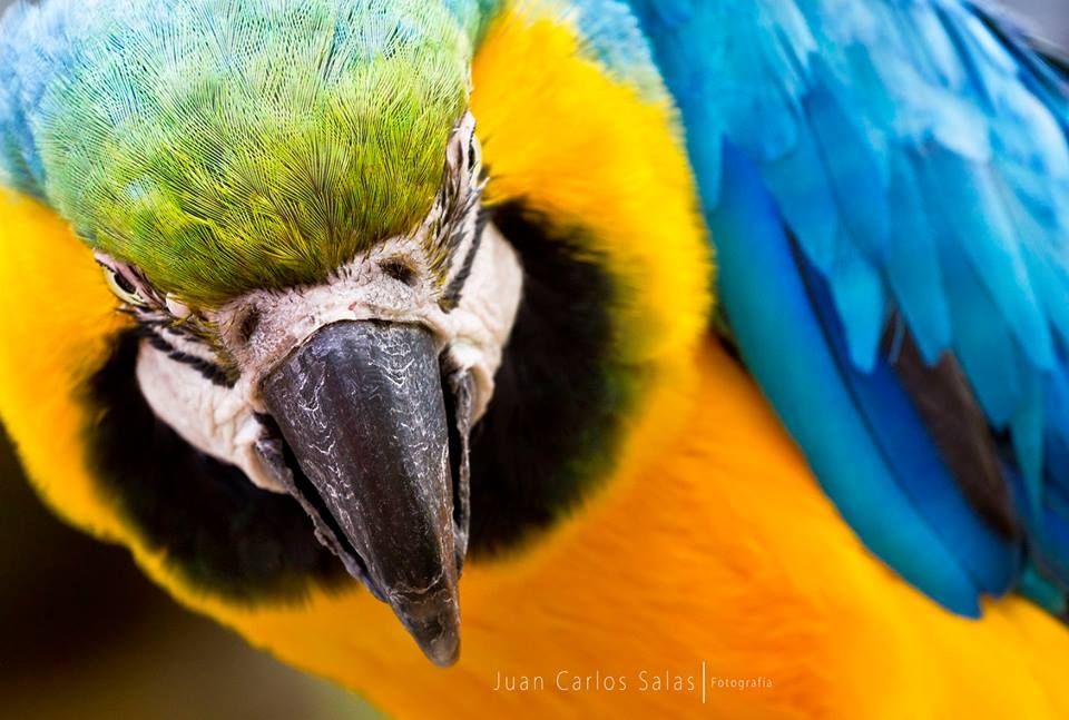 Fotografía: Juan Carlos Salas