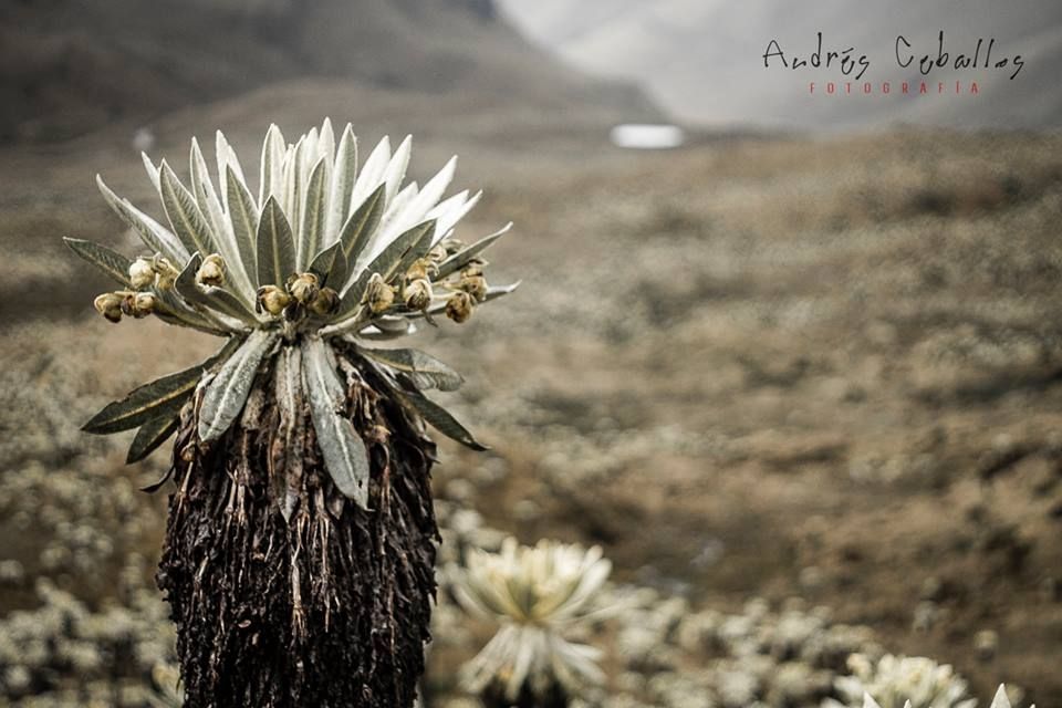 Fotografía: Andrés Ceballos