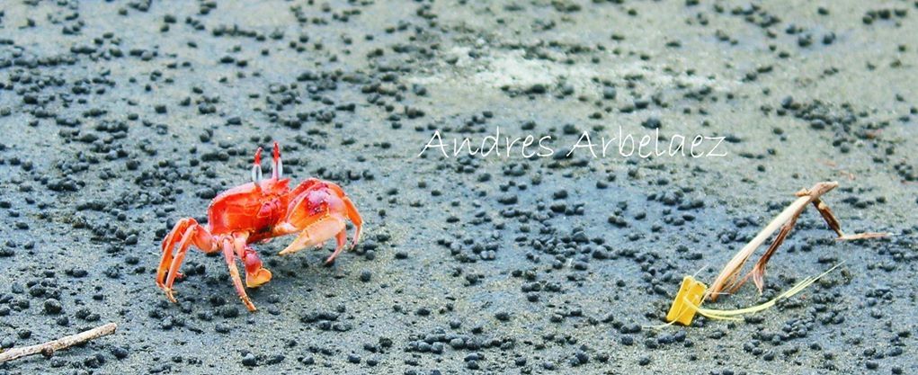 Fotografía: Andrés Arbelaez