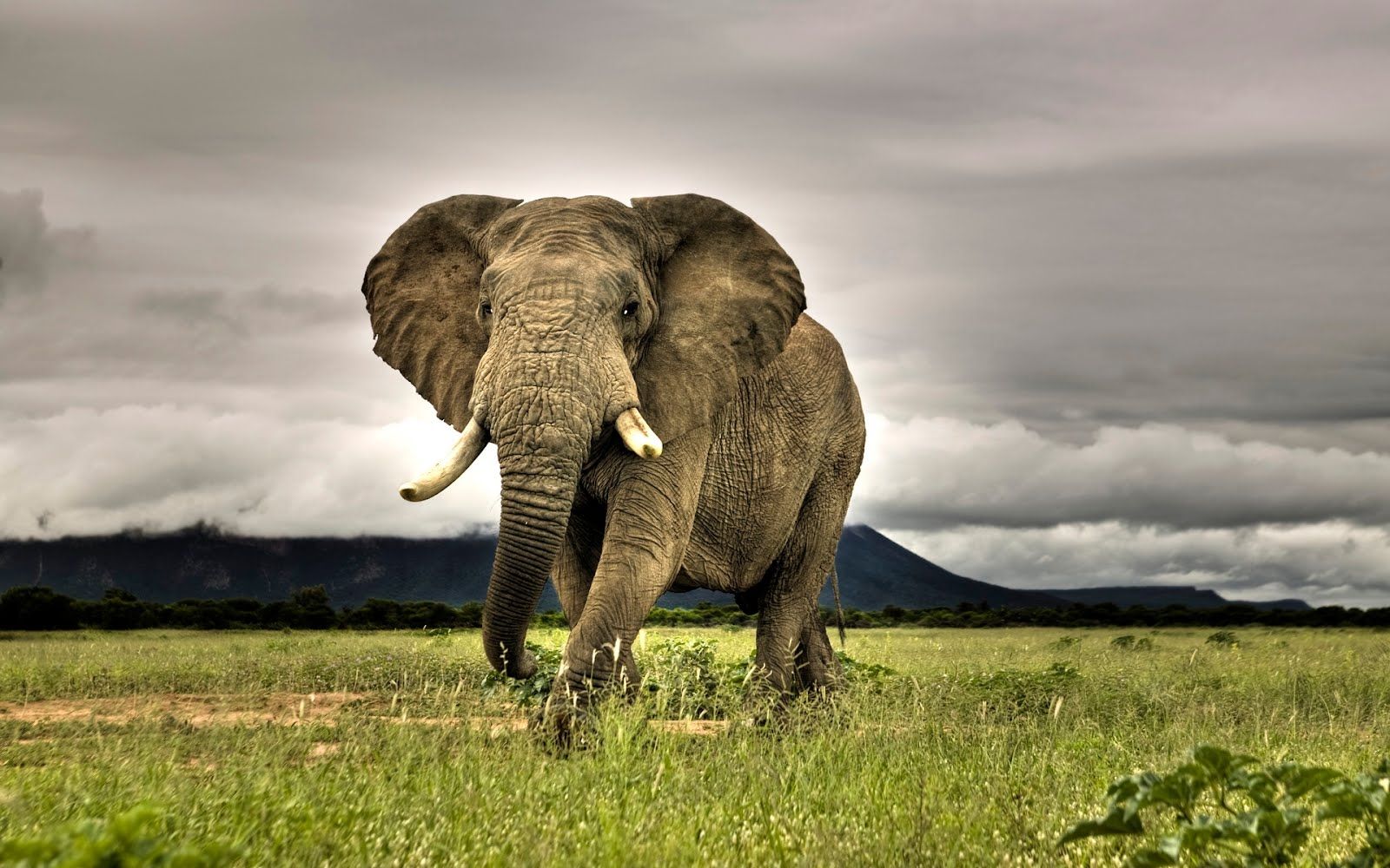 Elefante africano en lista roja de especies en vía de extinción