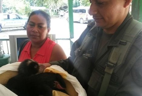 La Policu00eda en Putumayo logru00f3 salvar a un par de osos de anteojos.