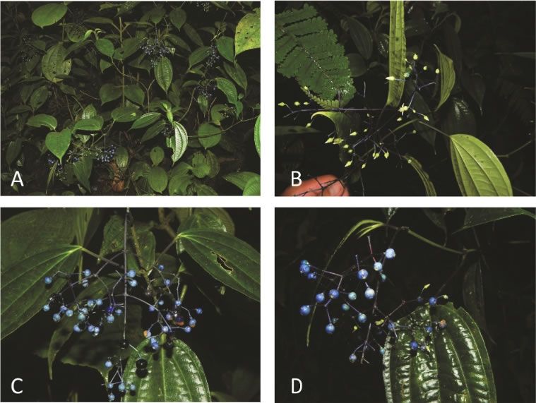 Una nueva especie vegetal nativa fue descubierta en El Pangu00e1n. A. Hu00e1bitat. B. Inflorescencia. C y D. Infrutescencias.