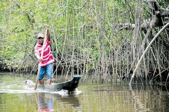 Proyectos de limpieza y recuperación en manglares de Tumaco