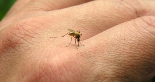 Aparece primer  paciente sospechoso de Chikungunya  en Nariño