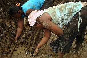 El manglar y la piangua son esperanza de vida para muchas familias humildes del Pacu00edfico Sur en Nariu00f1o.