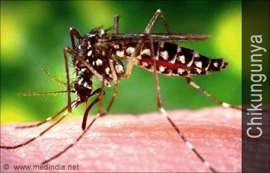 El primer caso autu00f3ctono de chikunguu00f1a en Ecuador fue reportado por las autoridades.