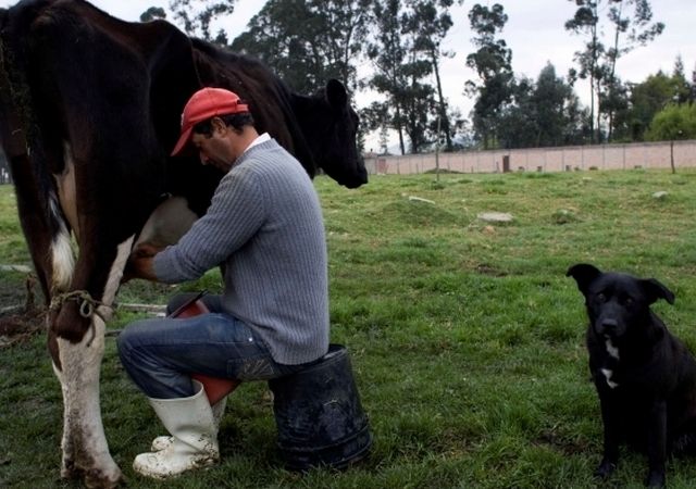 Convenio por $8.400 millones beneficiará a 2.500 familias productores de leche
