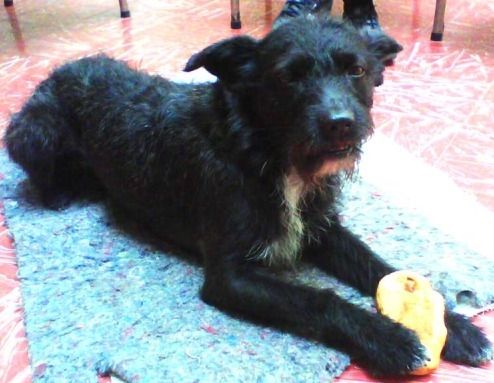 "Perro" es todo un personaje de la vida cotidiana en las calles cercanas al centro de la ciudad de Pasto.