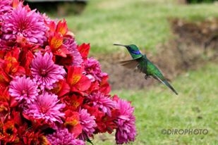 Piendamó: Oasis de Café y flores