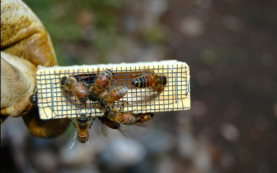 Abejas y abejorros reemplazarían pesticidas