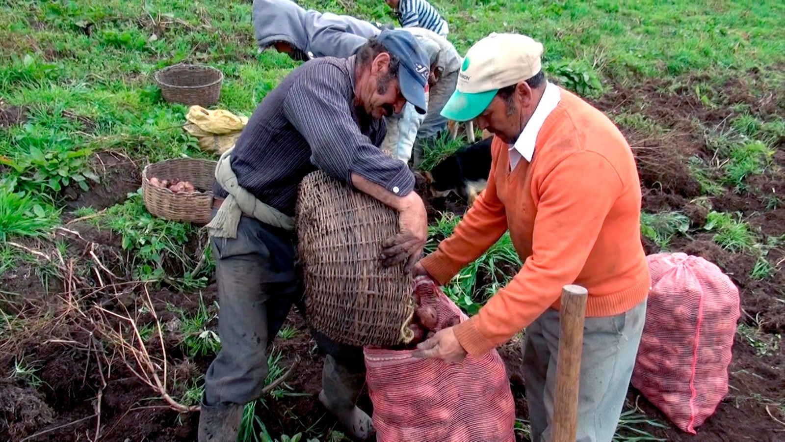 Gobernación entrega avales a productores agrícolas para acceso a créditos