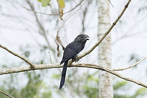 Apuesta por biodiversidad de Tumaco