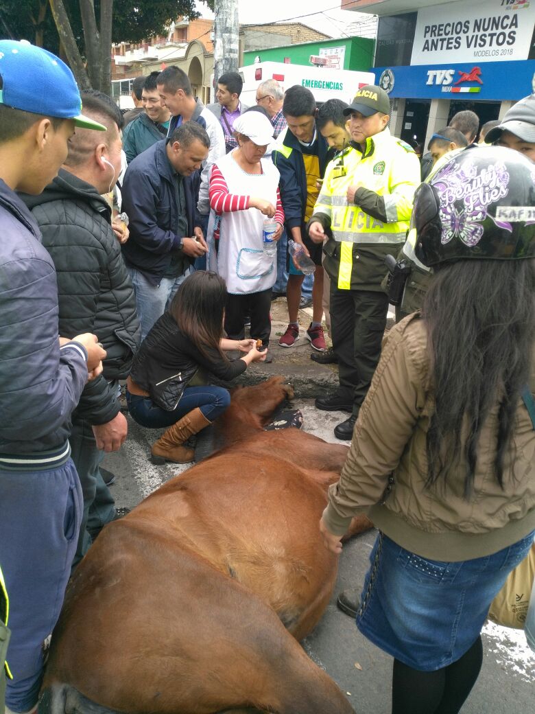 En Pasto: logran salvar la vida de un equino
