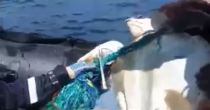 Rescatan una tortuga enredada en una red de pesca