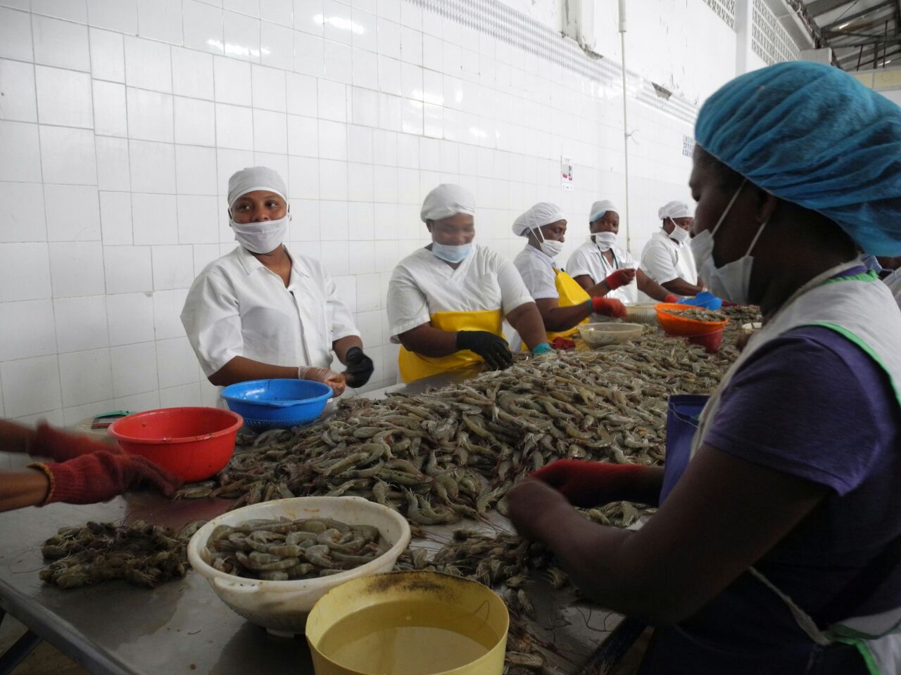 El pacifico Nariñense le apuesta a la exportación de camarón