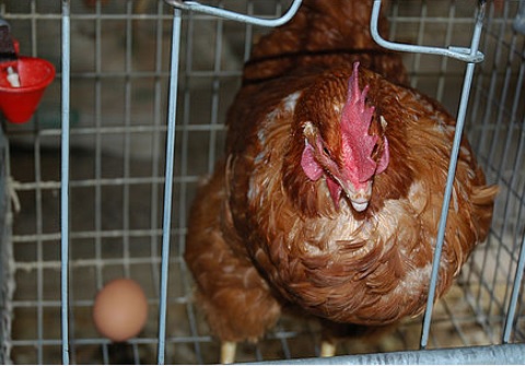 Pollos con Newcastle no representan riesgo para consumo humano