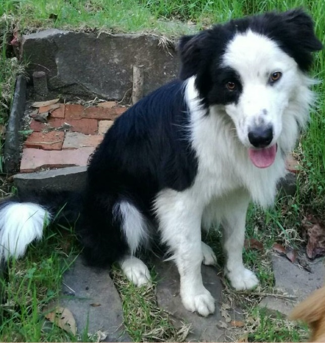 Fundaciones protectoras de animales rechazan asesinato de canino en Chachagüí