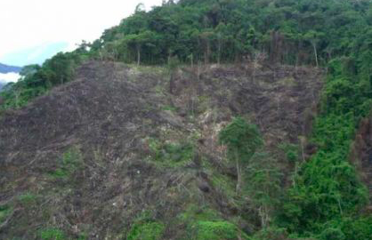 La tasa de deforestación de Nariño es superior a la de Latinoamérica.