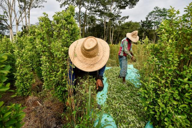En el Congreso se dio inicio al debate para regular la hoja de coca y sus derivados.