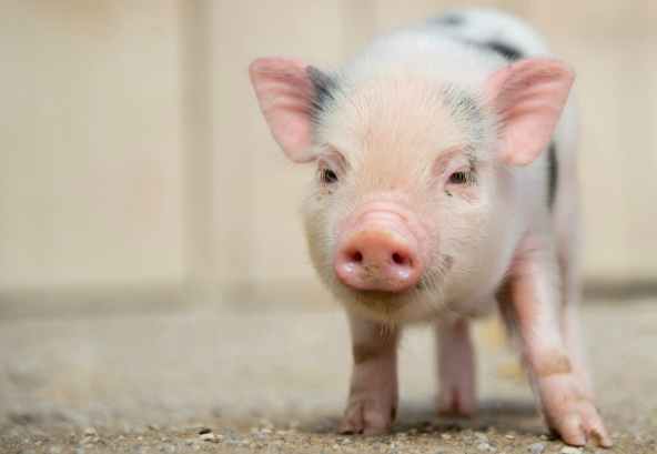 Minipigs, de investigación médica a mascotas