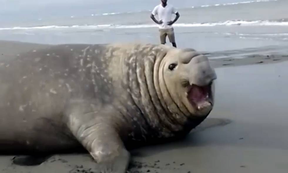 Periodista de Caracol radio denunció asesinato de elefante marino en Nariño