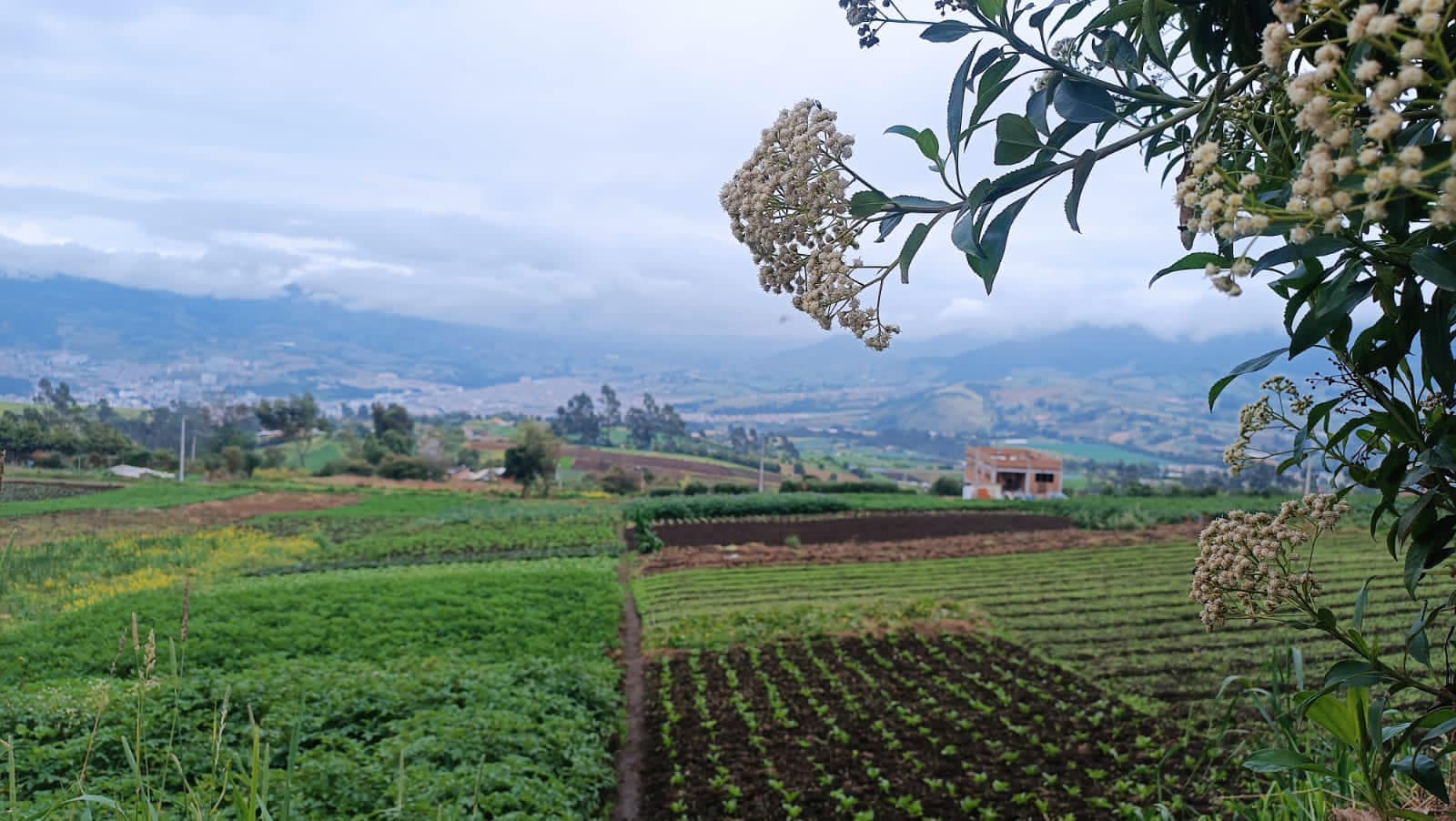 Cultivos afectados por lluvias en Nariño superan las 3.200 hectáreas