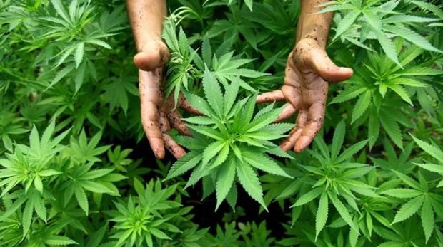 Se hundió en último debate el proyecto de regulación de cannabis