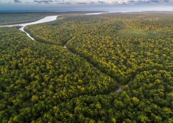 Descubren red de ciudades antiguas en la selva amazónica