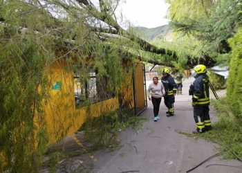 Intensas lluvias generan emergencias por caída de árboles en Pasto