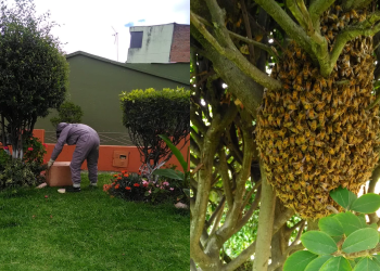 Cuidado: aumentan los enjambres de abejas en Pasto durante la ola de calor