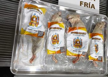 Ecuador inicia exportación de cuyes a Estados Unidos