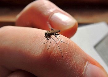 Aumentan las cifras de Dengue en Colombia