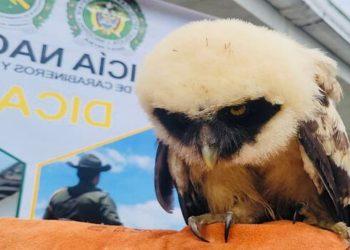 Rescatan Lechuzón de Anteojos en Nariño
