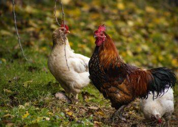 OMS confirmó que la muerte del paciente mexicano no se atribuye a la gripe aviar H5N2