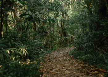 Gobierno reportó la menor deforestación en 23 años para Colombia