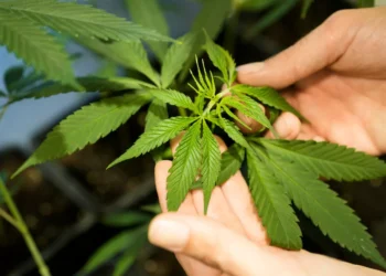 Vuelve y juega: regresa al Congreso la propuesta que regula el cannabis de uso adulto