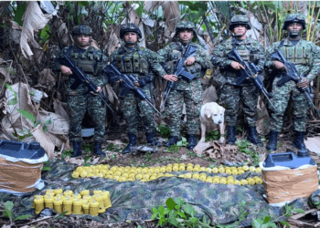 Perro antiexplosivo detecta más de cien minas antipersona en Tumaco (Nariño)