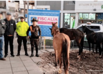 En Nariño, fiscalía abrió investigación por maltrato animal contra el propietario de cuatro caballos de carga