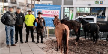 En Nariño, fiscalía abrió investigación por maltrato animal contra el propietario de cuatro caballos de carga