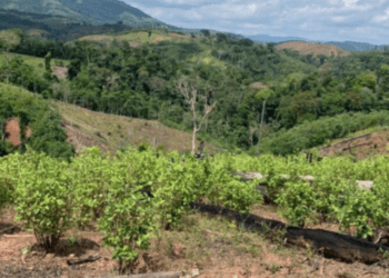 Tres alertas y 2000 hectáreas de coca en Nariño