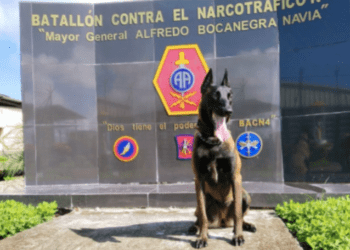 Daga, la heroína de cuatro patas que lucha contra el narcotráfico en Nariño