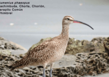 Proteger las aves playeras es proteger la vida en Tumaco
