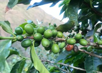 Momentos con café:  nada más colombiano que un tinto.